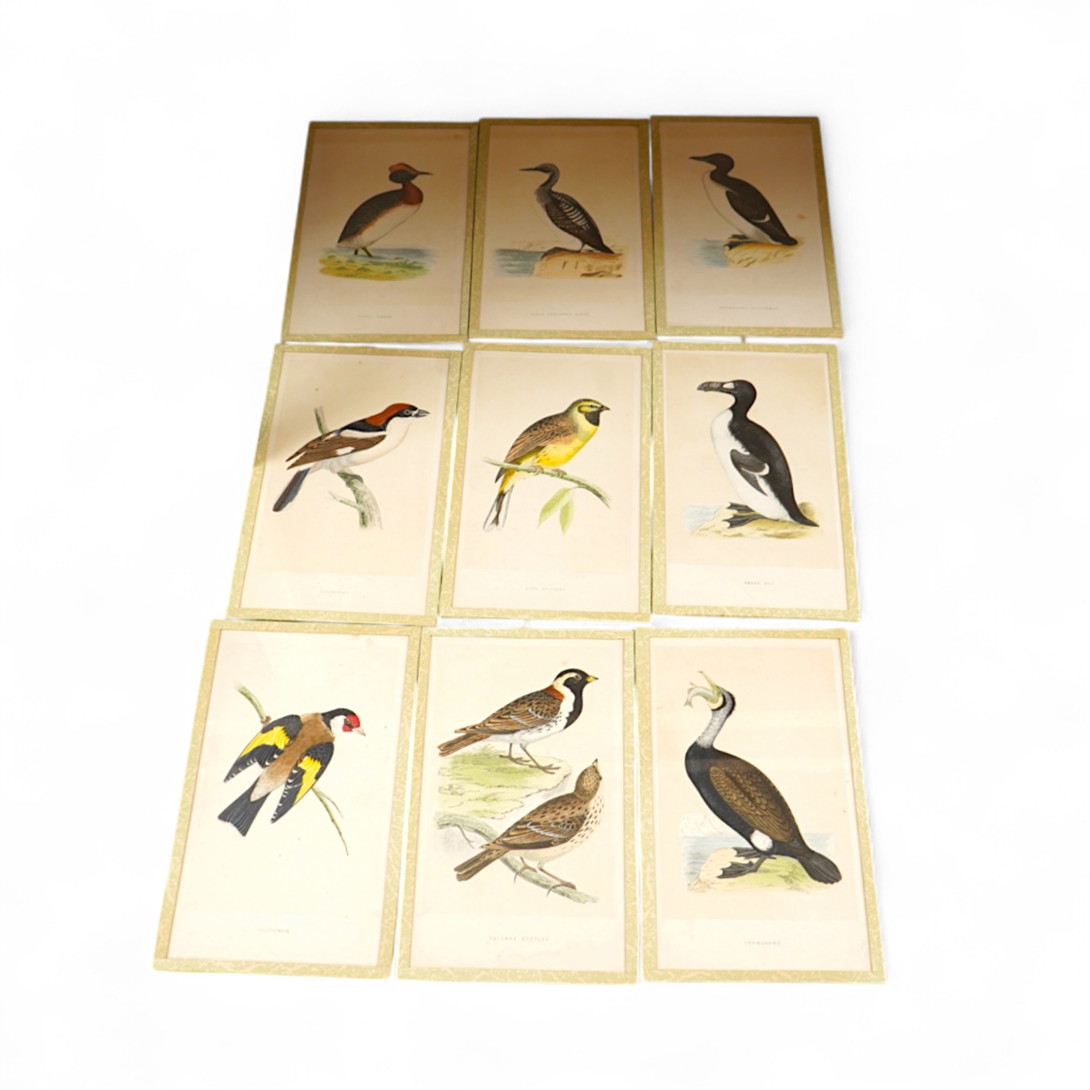 A group of nine colour lithographs, birds to include ‘Woodchat’, ‘Goldfinch’ and ‘Cormorant’, 16 x 25cm